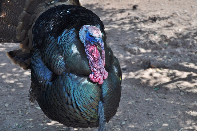 turkey